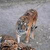 Siberian Tigers