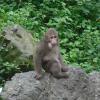 Monkeys