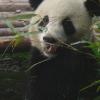 Pandas